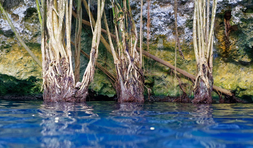 cenotes riviera maya cancun playa del carmen puerto morelos